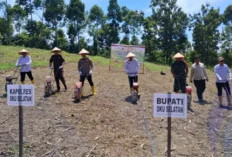 Gelar Tanam Jagung Serentak Dukung Swasembada Pangan 