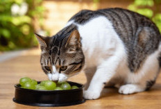 Waspada! Buah yang Aman dan Berbahaya Bagi Kucing Kesayangan Anda