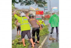 Pohon Tumbang Ancam Warga