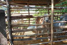 Anggaran Ketahanan Pangan Desa Tanjung Sari Diduga Tak Sesuai Spesifikasi