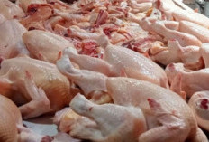 Ayam Potong Langka di Pasar Saka Selabung