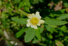 Manfaat Daun Sidaguri untuk Atasi Asam Urat dan Jaga Kesehatan Sendi