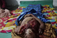 Warga Mura Ditemukan Tewas Diduga Diterkam Harimau