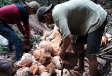 Masih Setia Geluti Kelapa, Tak Mau Beralih ke Pertanian Lain