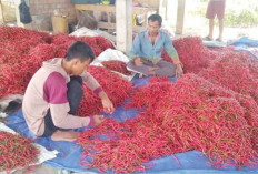 Harga Cabai Anjlok Hingga Rp10 Ribu Perkilo