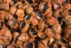 Tempurung Kelapa, Limbah yang Ternyata Punya Banyak Manfaat Menakjubkan
