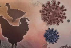 Bahaya Flu Burung Masih Mengintai, Ini Fakta dan Pencegahannya