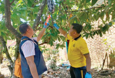Tewas Tergantung di Pohon
