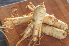 Ginseng, Ramuan Tradisional dengan Segudang Manfaat