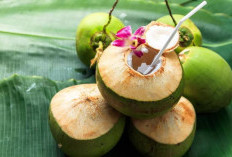 Air Kelapa untuk Demam: Benarkah Bisa Turunkan Panas atau Hanya Mitos?