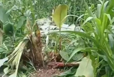 Kawanan Gajah Liar Masuk Permukiman, Warga Terpaksa Usir dengan Petasan