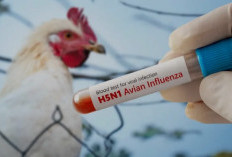 Waspadai Gejala Flu Burung: Kenali Tanda-Tandanya dan Cegah Sejak Dini