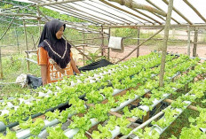 Raup Uang dari Hasil tanaman Perkarangan Rumah