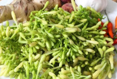 Manfaat Bunga Pepaya dan Cara Mengolahnya