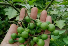 Jangan Remehkan Cepokak! Buah Kecil dengan Khasiat Besar