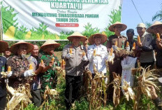 Kolaborasi Miliki Lahan Jagung di OKU Seluas 200 Haktere