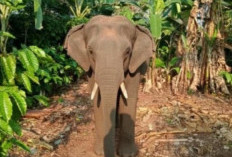 Lima Gajah Liar Masuk Permukiman, Rusak Kebun Warga