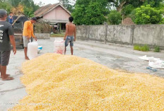 Bergegas Tanam Jagung sejak Kemarau