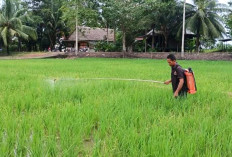 Cegah Wabah WBC serang Padi