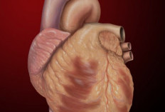 Mengenal Fungsi Jantung: Organ Kecil dengan Peran Vital bagi Kehidupan