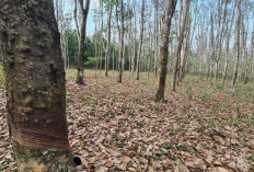 Musim Trek Melanda, Produksi Getah Karet Anjlok di OKU Timur