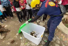 Temukan 15 Butir Telur Ular di SDN 44 Lubuk Linggau