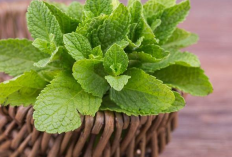 Segudang Manfaat Daun Mint untuk Kesehatan yang Wajib Diketahui