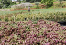 Masuk Musim Panen, 0,5 Hektare Hasilkan 4 Ton Bawang Merah