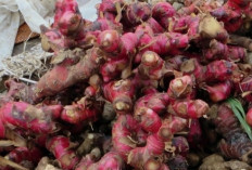 Jahe Merah, Rempah Berkhasiat dengan Segudang Manfaat untuk Kesehatan