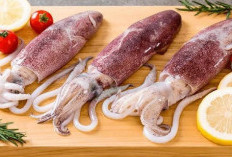 Ragam Manfaat Daging Cumi untuk Kesehatan Tubuh