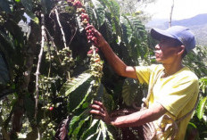 Produktivitas Kopi di OKU Selatan Menurun