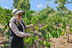 Jaga Harga dan Kualitas Pemkab Lahat Rancang BUMD Perkebunan