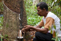 Harga Getah Karet di OKU Selatan Kembali Turun