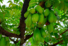 4 Manfaat Belimbing Wuluh untuk Kesehatan yang Jarang Diketahui