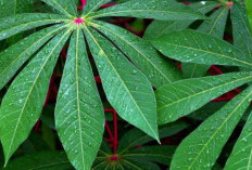 Manfaat dan Cara Aman Mengolah Daun Singkong untuk Kesehatan