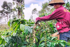 Kopi Sumsel Bakal Mendunia?