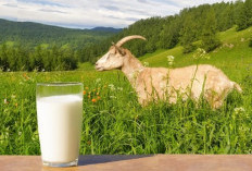 Manfaat dan Kandungan Nutrisi Susu Kambing Etawa: Pilihan Sehat untuk Tubuh Anda