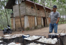 Harga Getah Karet di OKU Selatan Anjlok ke Rp8.000 per Kilo, Petani Kian Tertekan