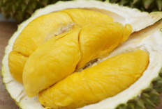 Makanan yang Sebaiknya Tidak Dikonsumsi Bersamaan dengan Durian