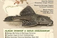 Ikan Sapu-Sapu Jadi Hama Perairan: Ancaman bagi Ekosistem dan Perikanan Lokal