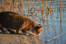 Inilah Penyebab Kucing Takut Air