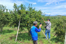 Ko Liang Sukses Panen Jeruk BW di Lahan 2 Hektare, Raup Untung dari Pasar Lokal