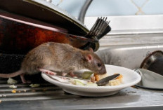 Penyebab Utama Tikus Datang ke Rumah dan Cara Mencegahnya