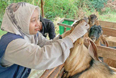 Penjualan Turun Jelang Iduladha