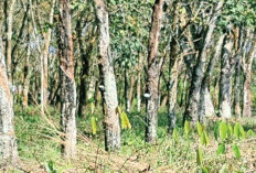 Harga Getah Karet di OKU Timur Naik-Turun, Petani Pilih Tahan Stok demi Untung Besar