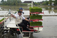 Antisipasi El Nino, Pemerintah Genjot Percepatan Tanam di OKU Timur