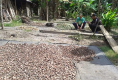 Harga Pinang Anjlok, Petani di OKU Selatan Enggan Panen dan Biarkan Buah Berserakan