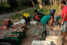 Harga Karet Tembus Rp13.500 Perkilogram