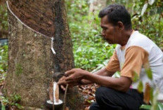 Petani Mengeluh Harga Karet Tak Stabil