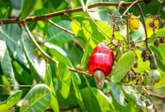 Segudang Manfaat Daun Jambu Mete untuk Kesehatan